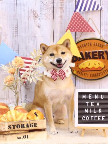 20240929茶々丸くん